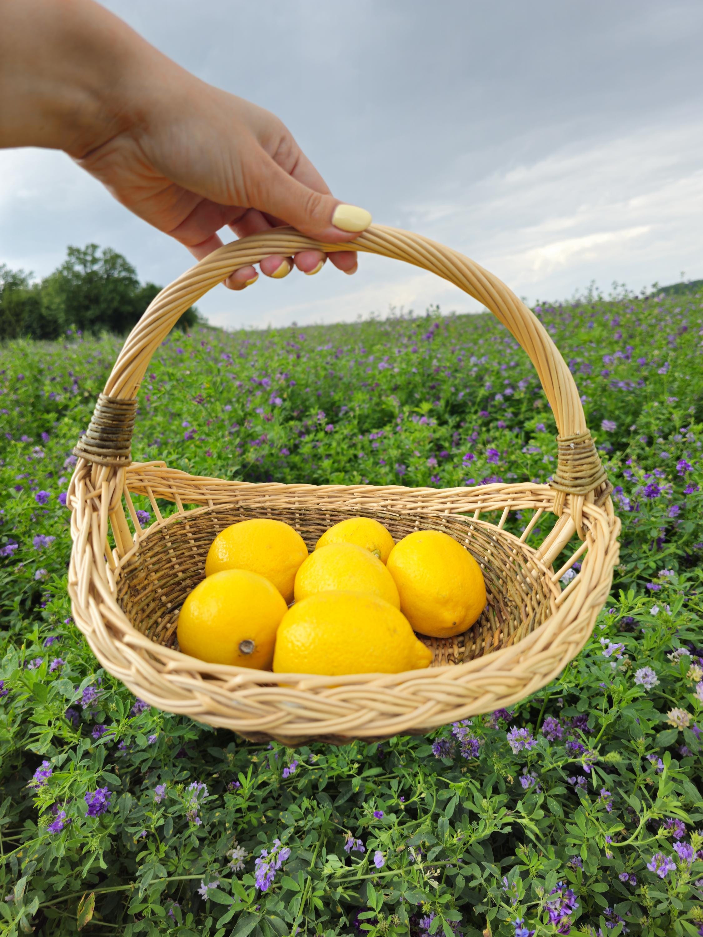 Handmade Wicker Trug Basket