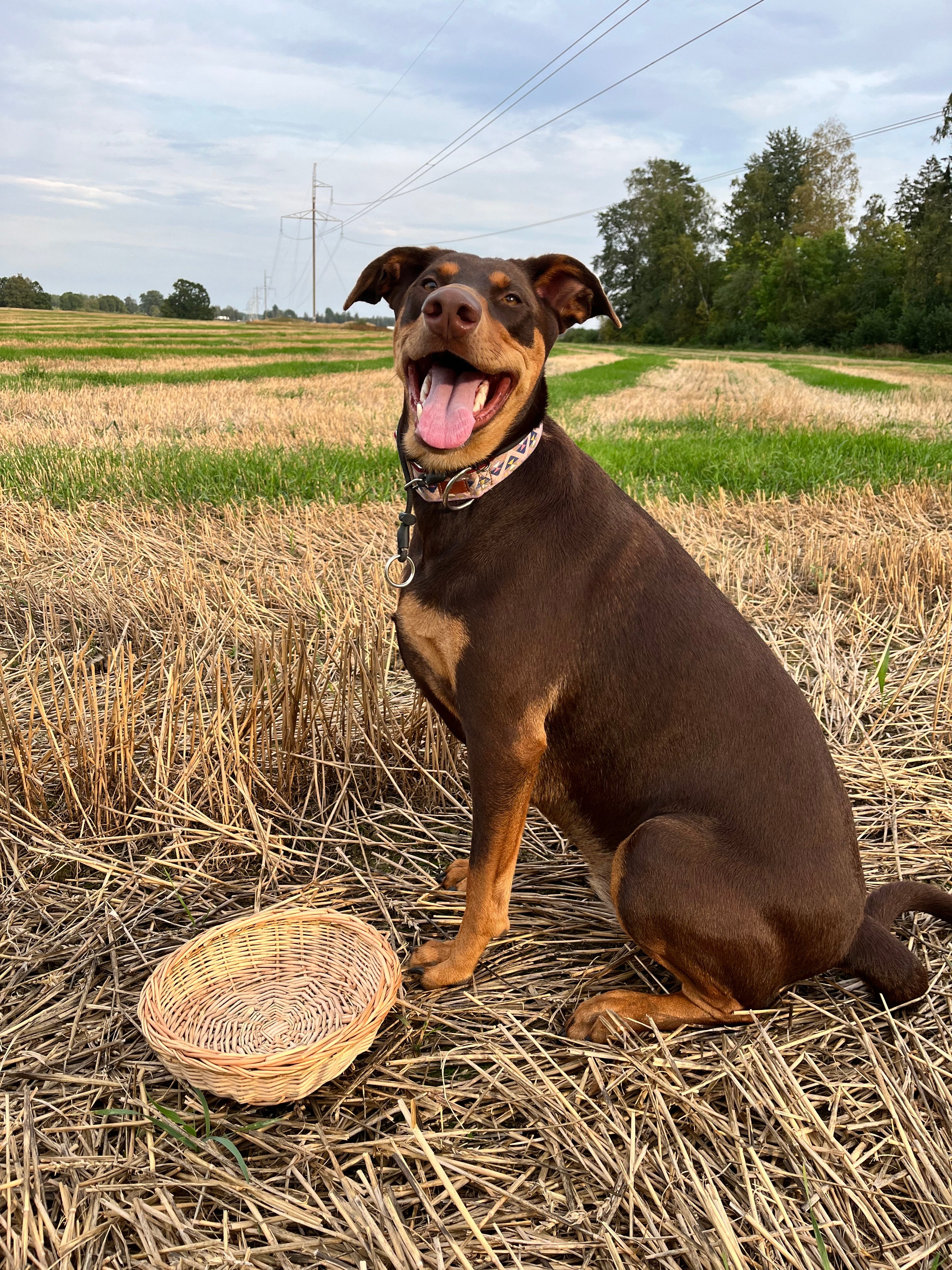 Rustic Bread Wicker Plate