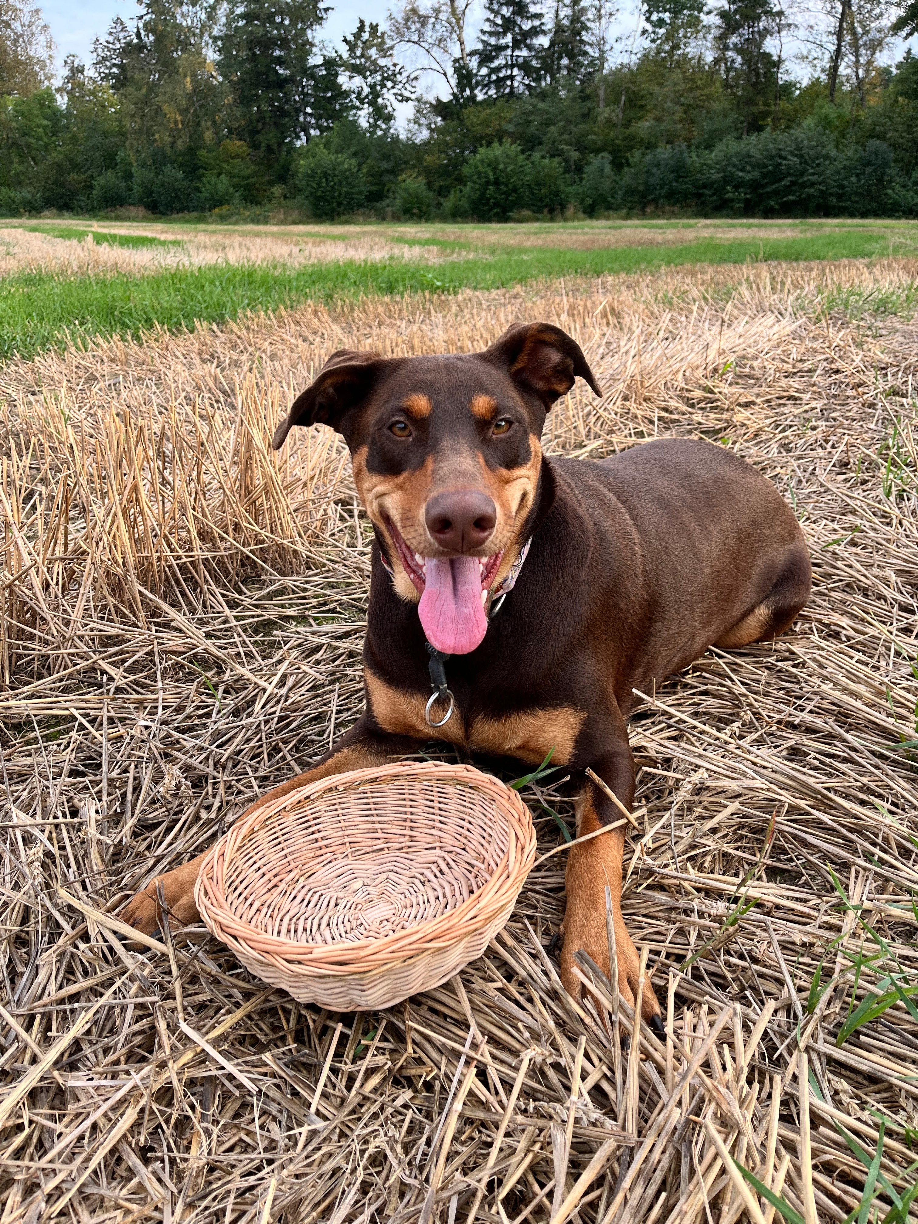 Rustic Bread Wicker Plate